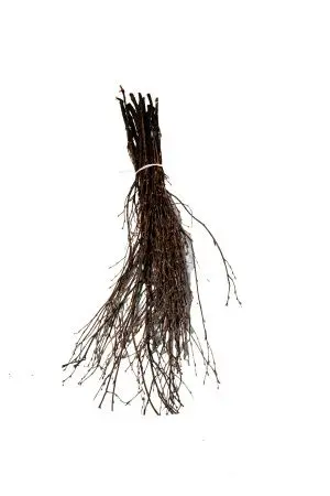 Хозяйственный инвентарь: Метла березовая